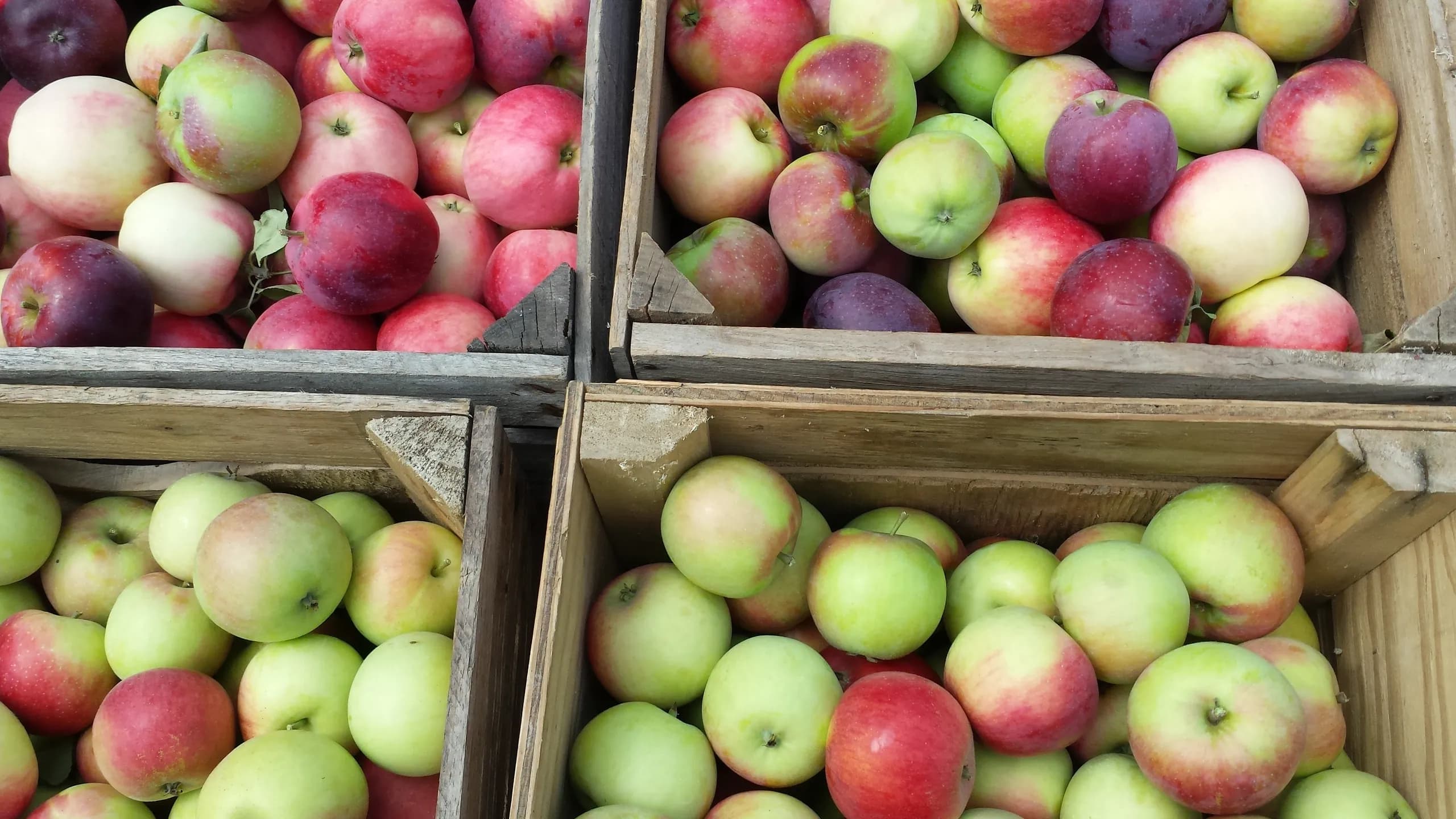 Apples