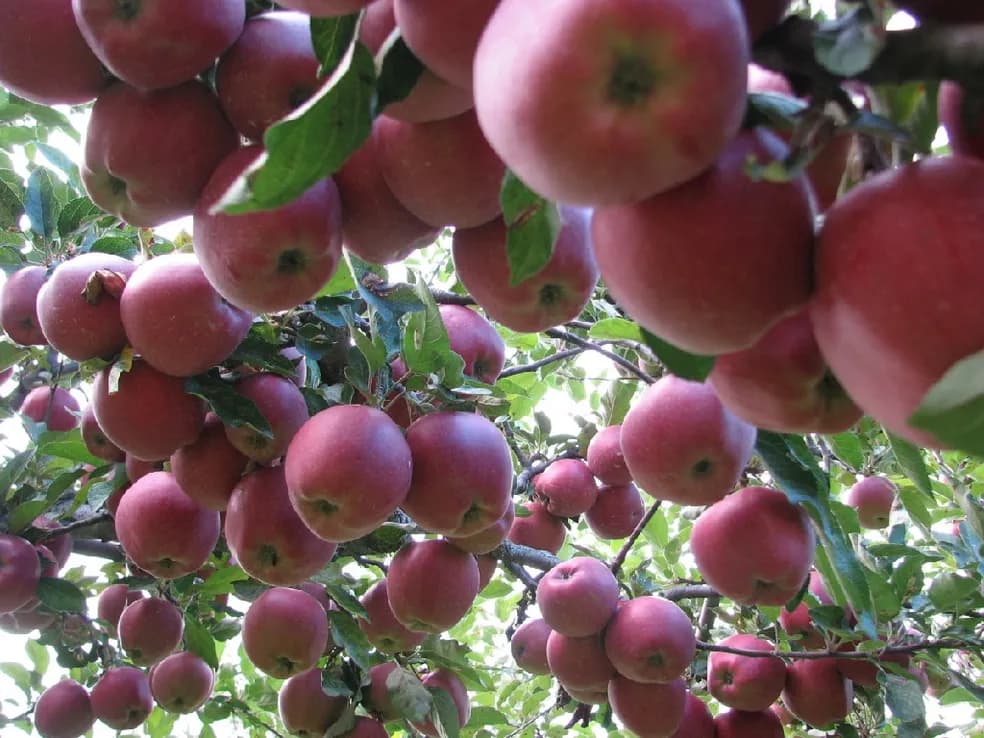 Apple trees