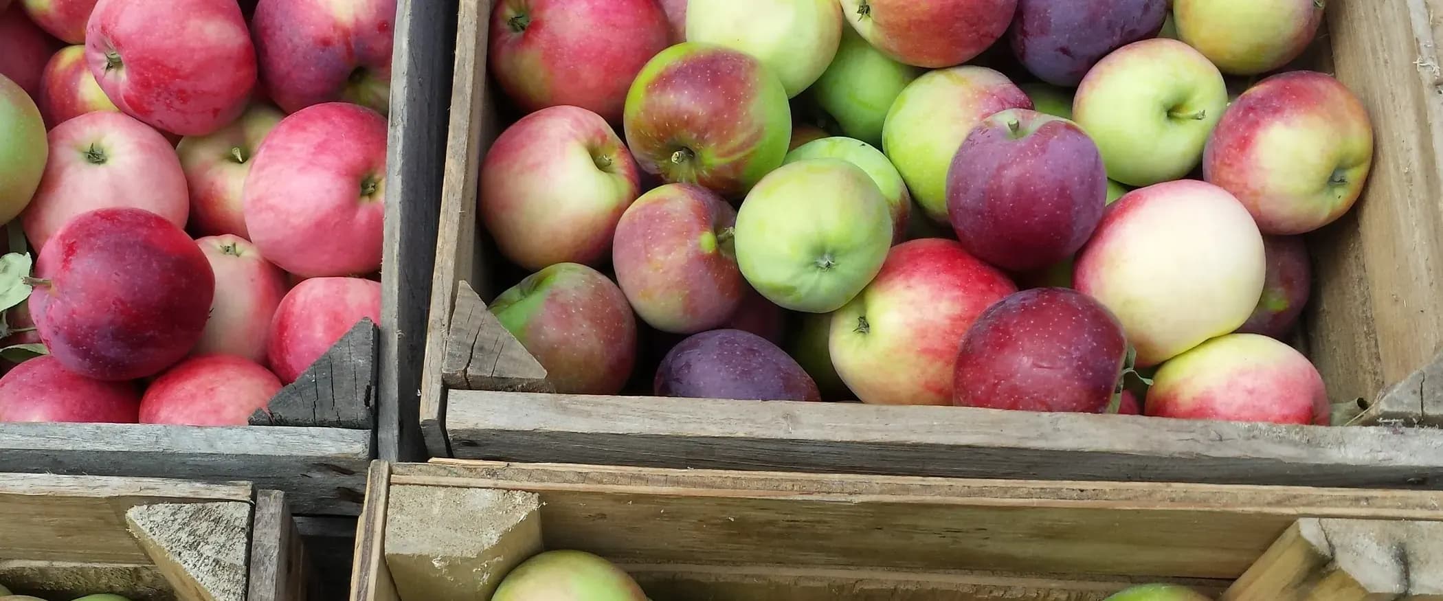 Wooden crates of mixed apples in red, green, cream and deep purple