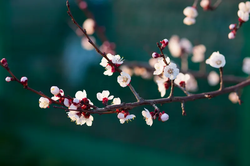 Blooming tree
